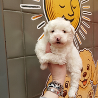 Maltipoo Maschio