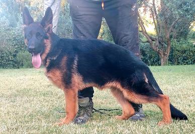 Disponibili cuccioli e cucciolone di pastore tedes
