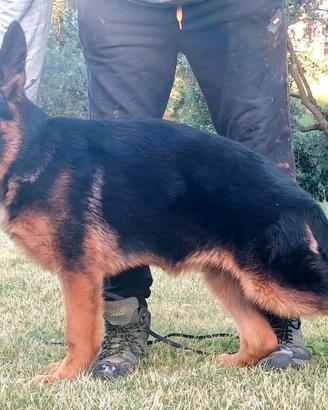 Disponibili cuccioli e cucciolone di pastore tedes