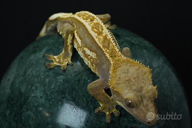 Geco Ciliatus / crestato