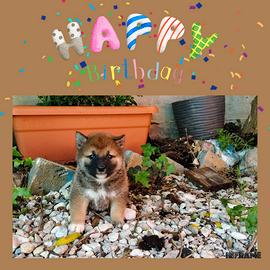 Shiba inu