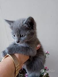 gattini certosino 