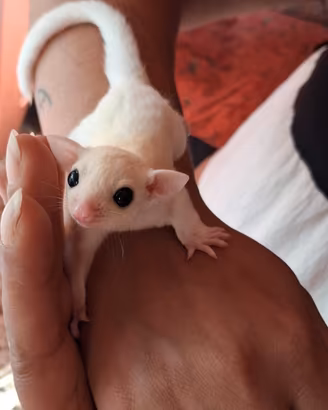 cuccioli petauro dello zucchero 