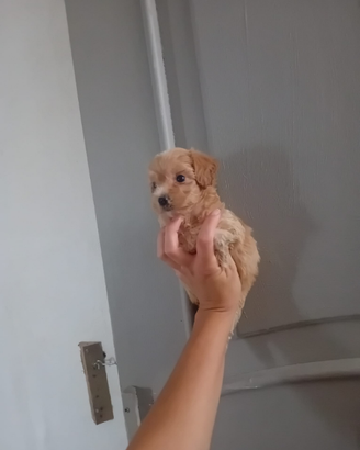 Mini maltipoo toy