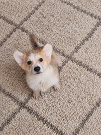 Corgi pembroke