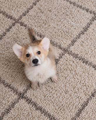 Corgi pembroke