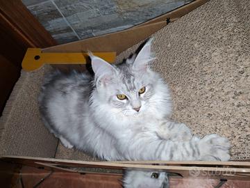 Cucciole Maine coon XXL Silver