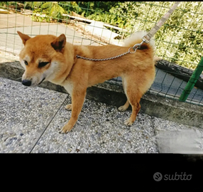 Shiba inu