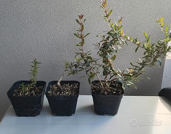 bonsai