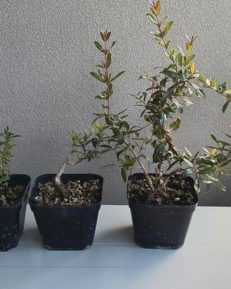 bonsai
