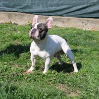 Bulldog francese per monta