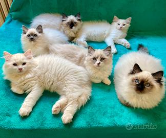 Cuccioli Ragdoll