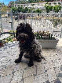 Cuccioli di lagotto romagnolo con pedigree