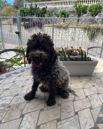 Cuccioli di lagotto romagnolo con pedigree