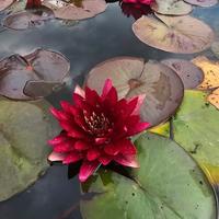 Piante acquatiche da laghetto in promozione
