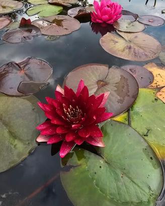 Piante acquatiche da laghetto in promozione