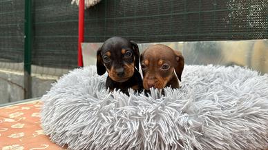 Cucciolo bassotto cioccolato