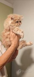 Gatto persiano