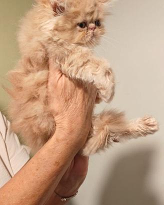 Gatto persiano