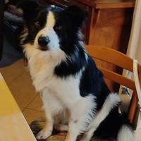 Border Collie per monta