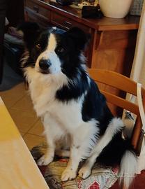 Border Collie per monta