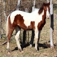 Puledra paint horse