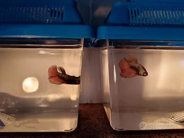 Betta