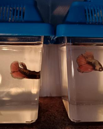 Betta