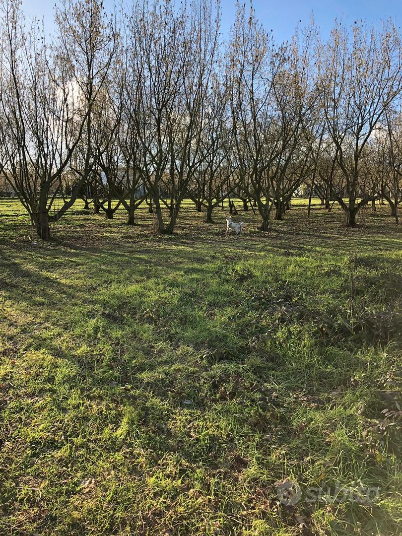 Palestrina - - Carchitti; Vendita Terreno - Vista 3