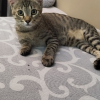 Gatto di sei mesi