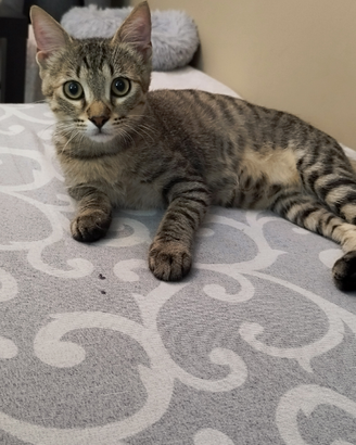 Gatto di sei mesi