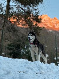 Monta Husky siberiano con pedigree