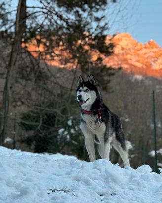 Monta Husky siberiano con pedigree