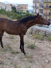 Puledro