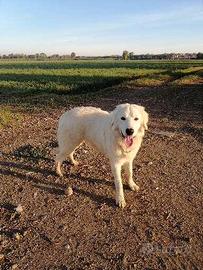 Cucciolone di pastore abruzzese maremmano