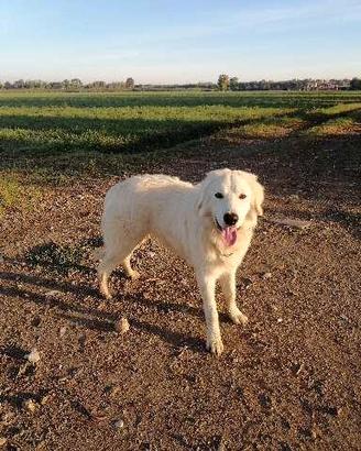 Cucciolone di pastore abruzzese maremmano