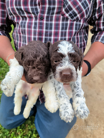 Cuccioli Lagotto Romagnolo