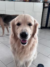 Golden retriver maschio disponibile per monta