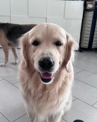 Golden retriver maschio disponibile per monta