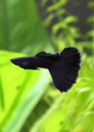 Guppy full black