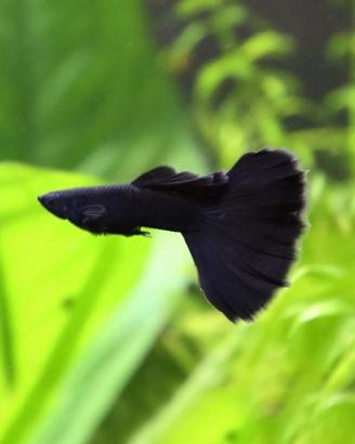 Guppy full black