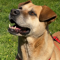 Constance la cagnolina che vi riempirà d'amore