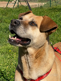 Constance la cagnolina che vi riempirà d'amore