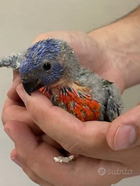 Lori Pappagallo parlante cucciolo
