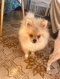 Spitz di Pomerania