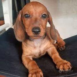 Bassottino taglia nana maschietto