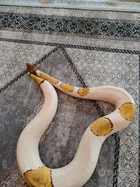 Serpente