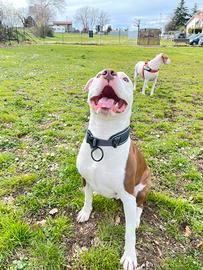 American pitbull terrier