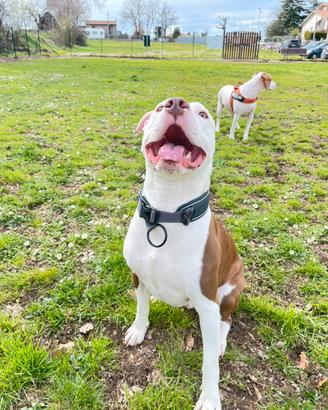 American pitbull terrier
