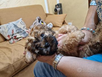 ULTIMI CUCCIOLI DI MALTIPOO